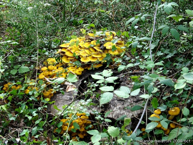 Nel secco bosco di leccio